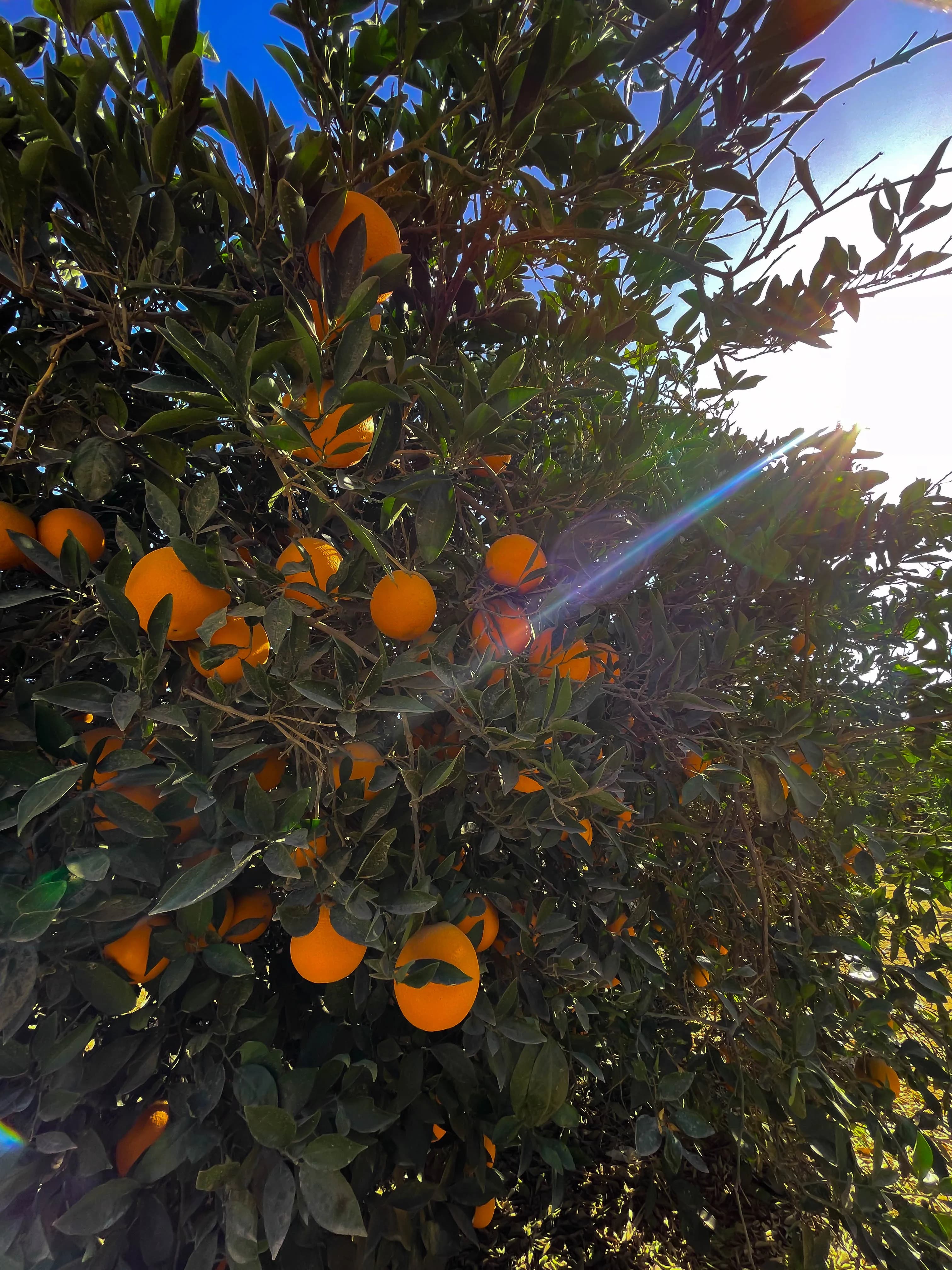 Orange Trees