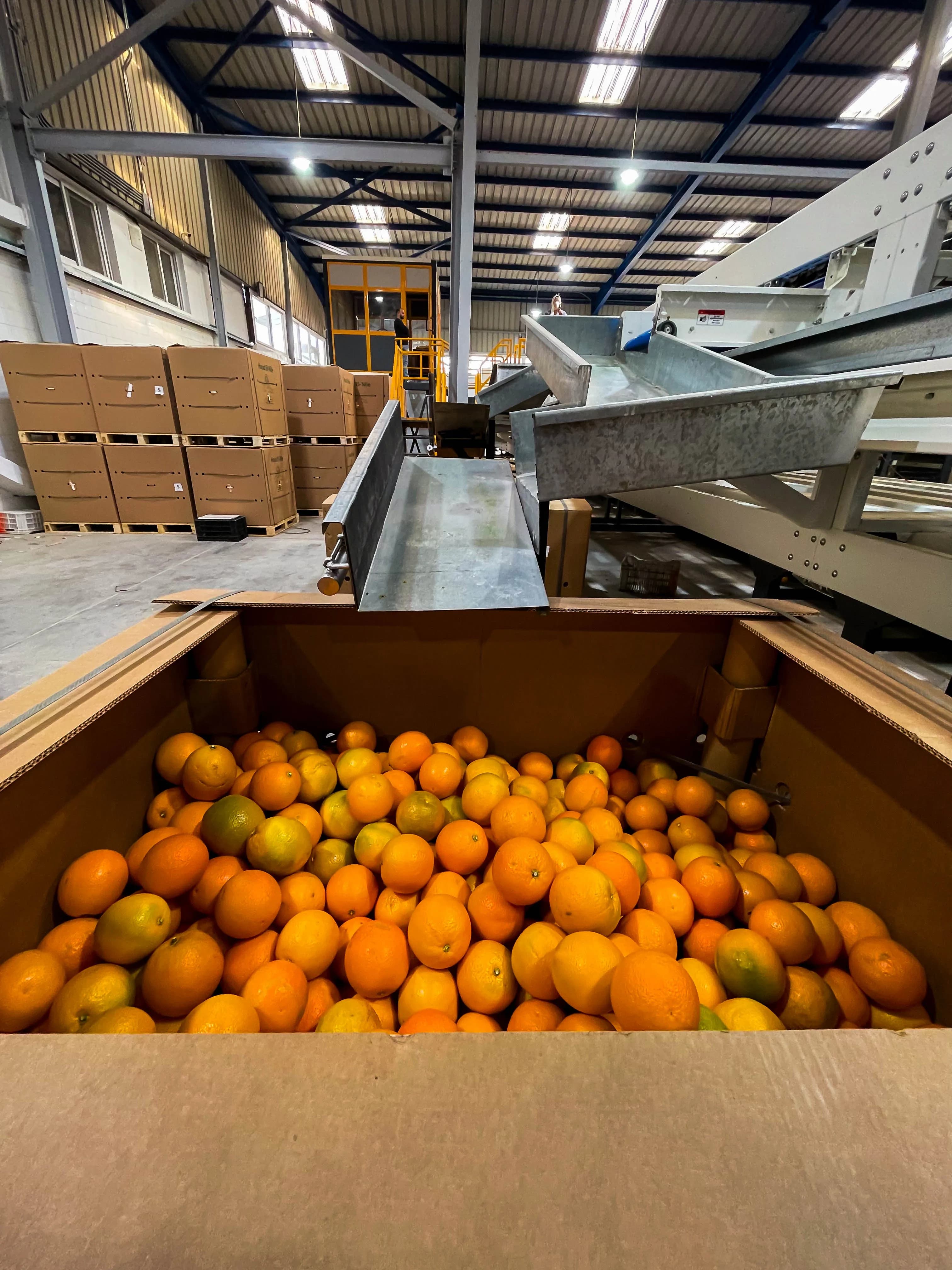 Oranges in Crates