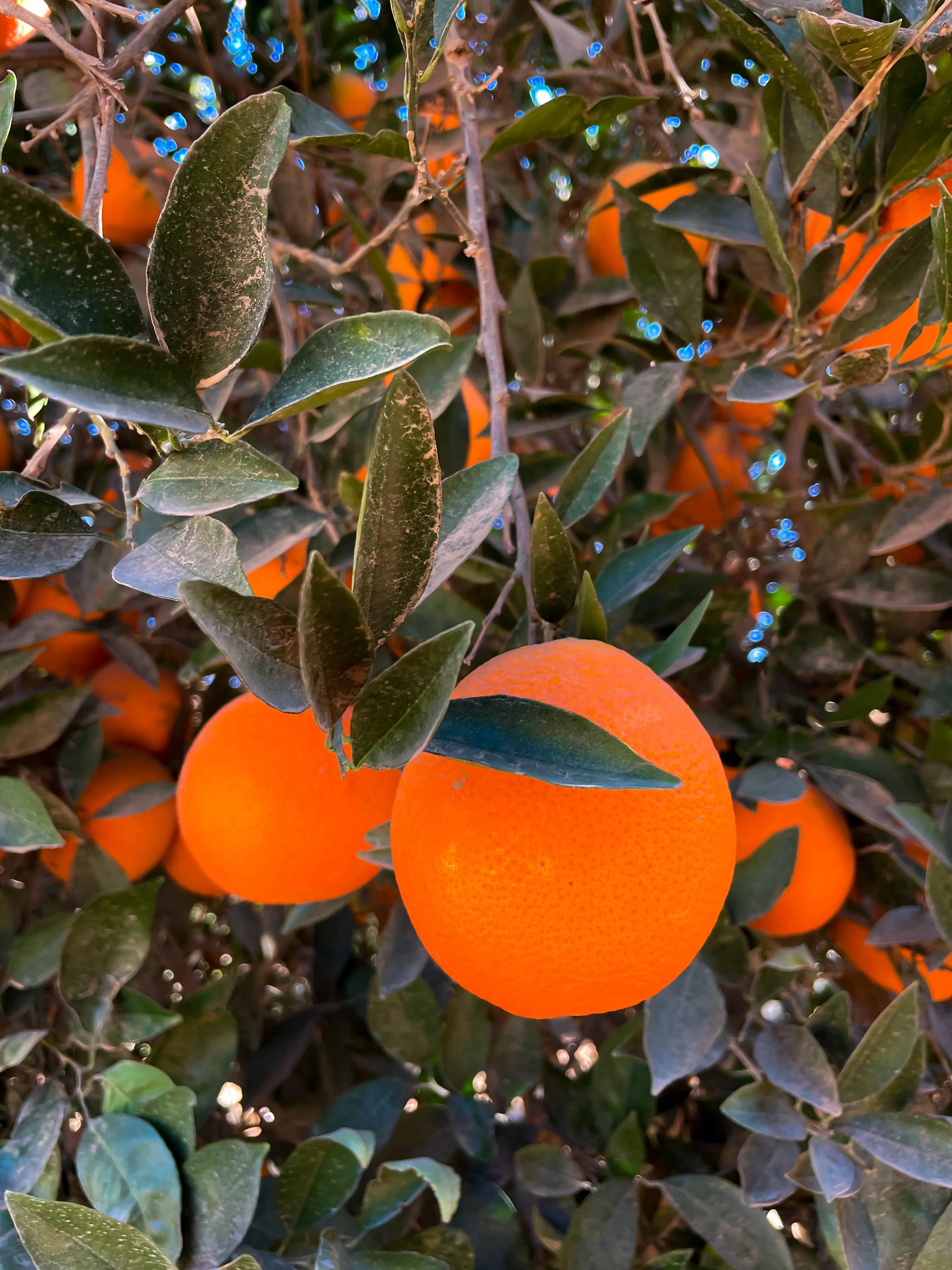 Oranges
