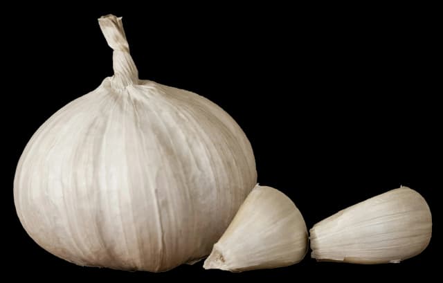 Garlic