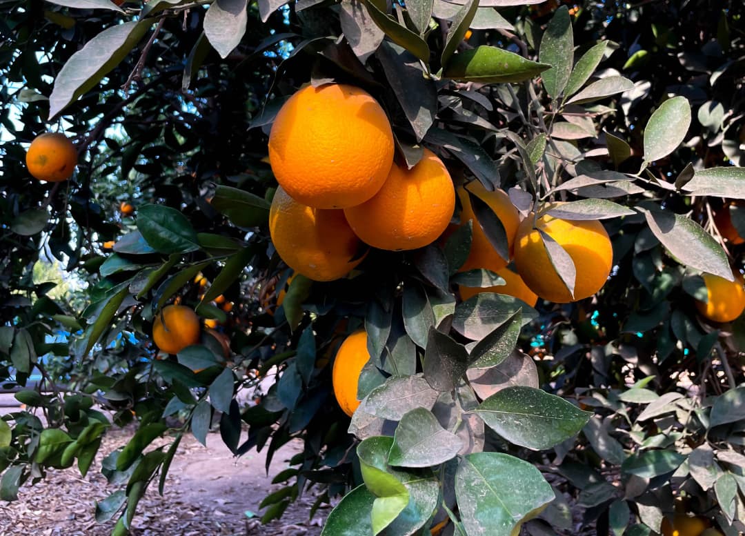 Reception & pre-cooling